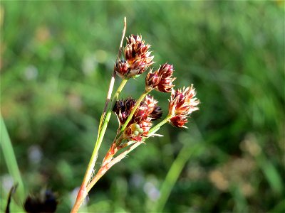 Luzula multiflora im Schwetzinger Hardt