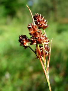 Luzula multiflora im Schwetzinger Hardt