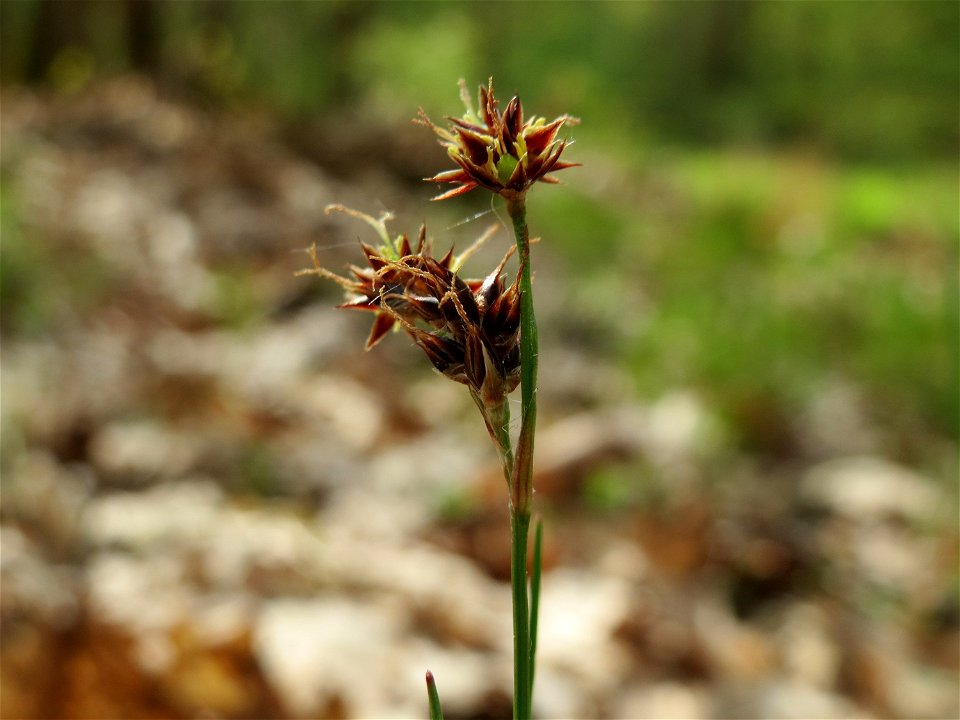 Feld-Hainsimse (Luzula campestris) im Unteren Saubusch (Bannwaldbereich) im Schwetzinger Hardt