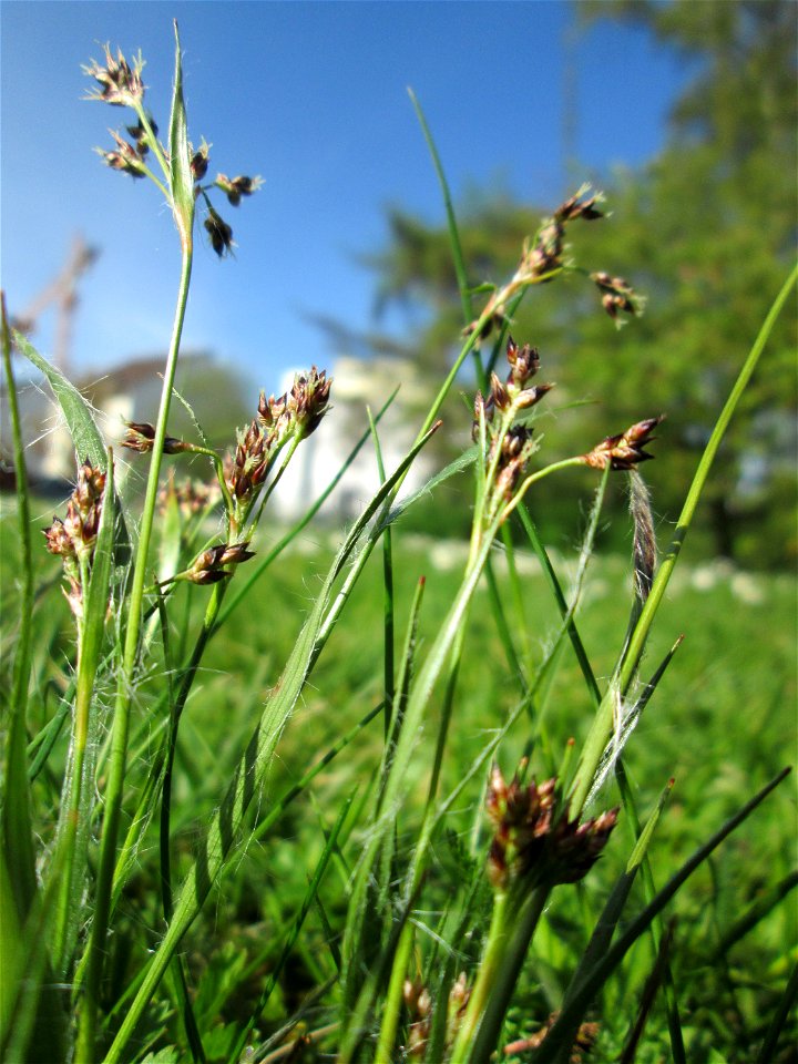 Feld-Hainsimse (Luzula campestris) auf einer Wiese beim Ev. Krankenhaus in Saarbrücken