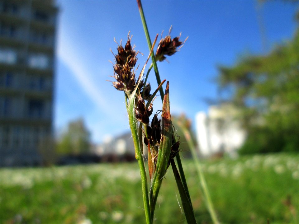 Feld-Hainsimse (Luzula campestris) auf einer Wiese beim Ev. Krankenhaus in Saarbrücken