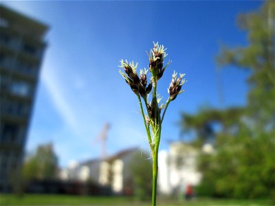 Feld-Hainsimse (Luzula campestris) auf einer Wiese beim Ev. Krankenhaus in Saarbrücken