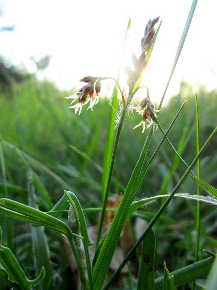 Luzula campestris in einem Kleinbiotop am Hockenheimring in der Schwetzinger Hardt