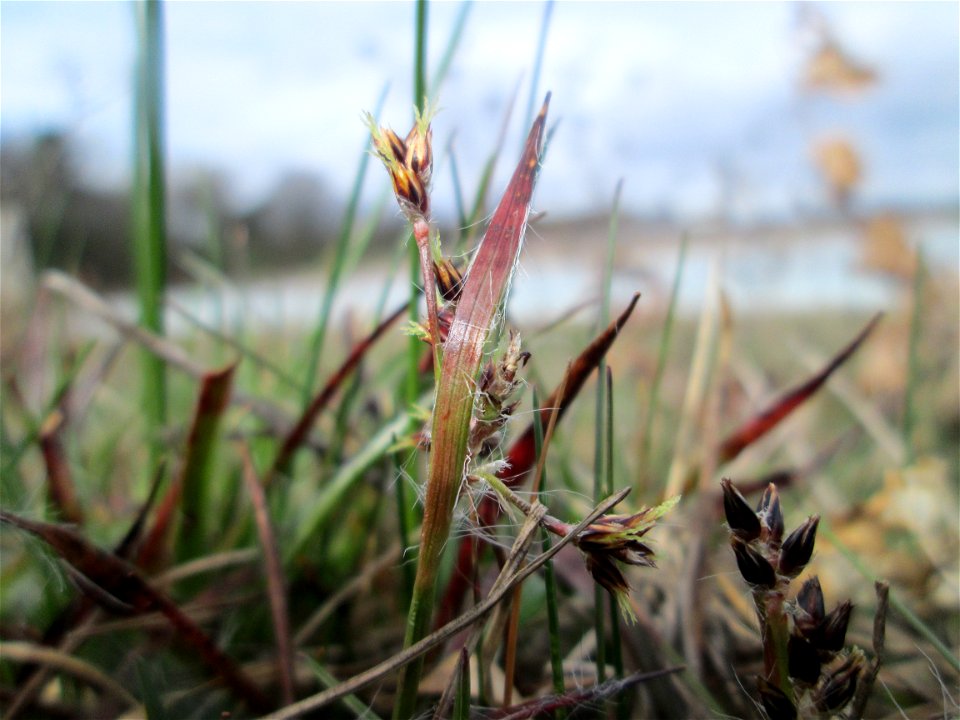 Feld-Hainsimse (Luzula campestris) am Golfplatz im Naturschutzgebiet „Oftersheimer Dünen“