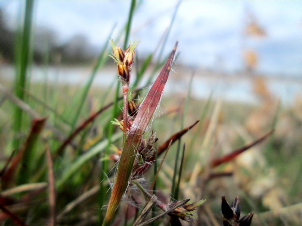 Feld-Hainsimse (Luzula campestris) am Golfplatz im Naturschutzgebiet „Oftersheimer Dünen“