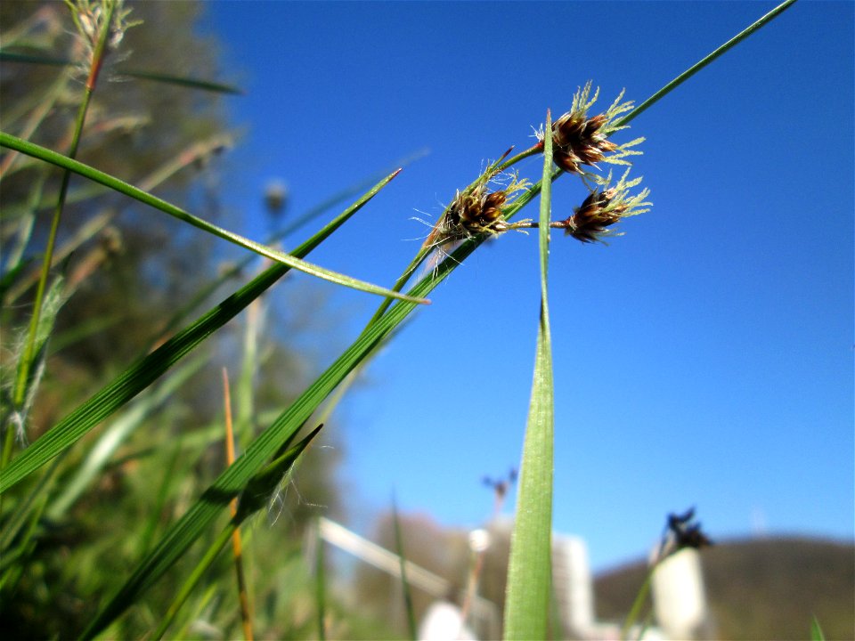 Feld-Hainsimse (Luzula campestris) am Osthafen Saarbrücken