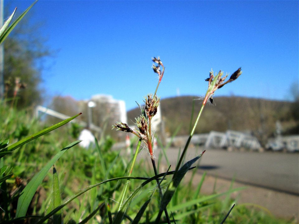 Feld-Hainsimse (Luzula campestris) am Osthafen Saarbrücken