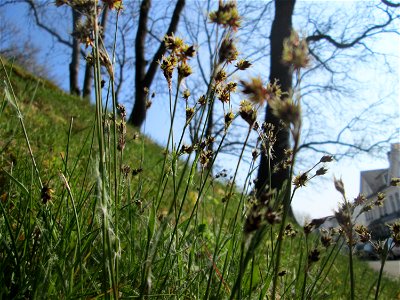 Feld-Hainsimse (Luzula campestris) am Nußberg in Alt-Saarbrücken