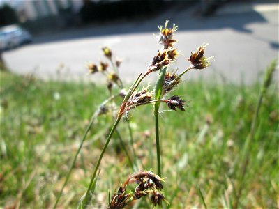 Feld-Hainsimse (Luzula campestris) am Nußberg in Alt-Saarbrücken