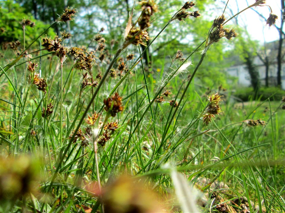 Feld-Hainsimse (Luzula campestris) am Nußberg (Landschaftsschutzgebiet) in Alt-Saarbrücken