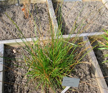 Poa alpina - Oslo botanical garden, Oslo, Norway.