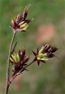 Luzula campestris, field woodrush, Feld-Hainsimse, Leonberg, Germany