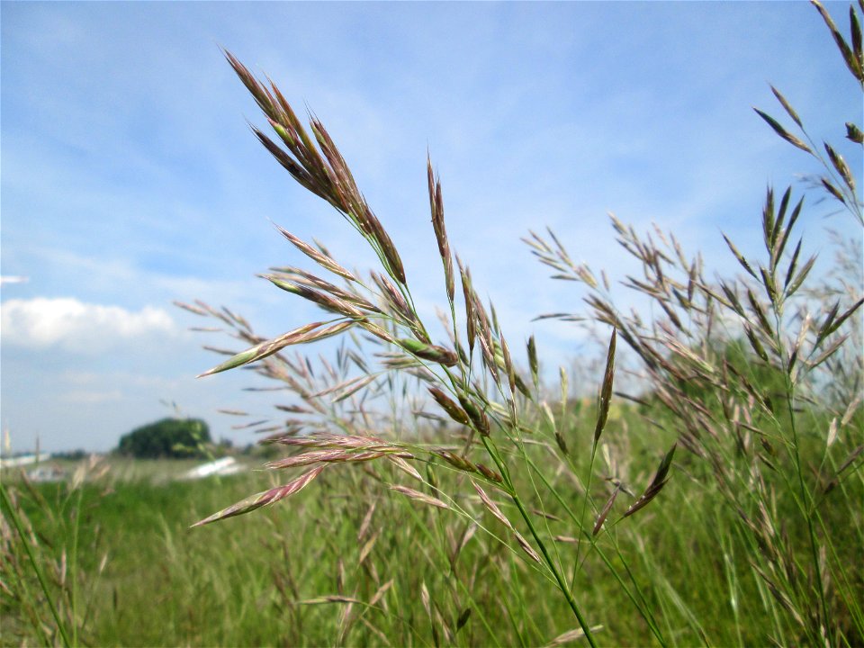 Aufrechte Trespe (Bromus erectus) am Kraichbachdamm am Rand vom Landschaftsschutzgebiet „Hockenheimer Rheinbogen“