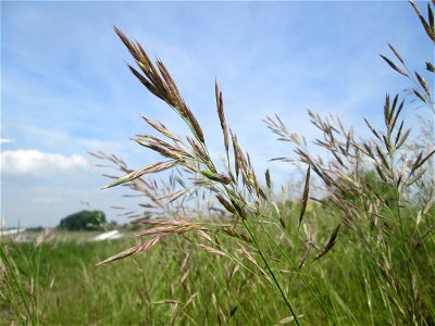 Aufrechte Trespe (Bromus erectus) am Kraichbachdamm am Rand vom Landschaftsschutzgebiet „Hockenheimer Rheinbogen“