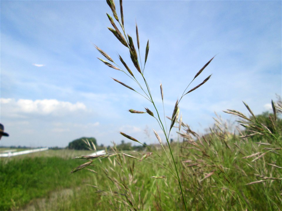 Aufrechte Trespe (Bromus erectus) am Kraichbachdamm am Rand vom Landschaftsschutzgebiet „Hockenheimer Rheinbogen“