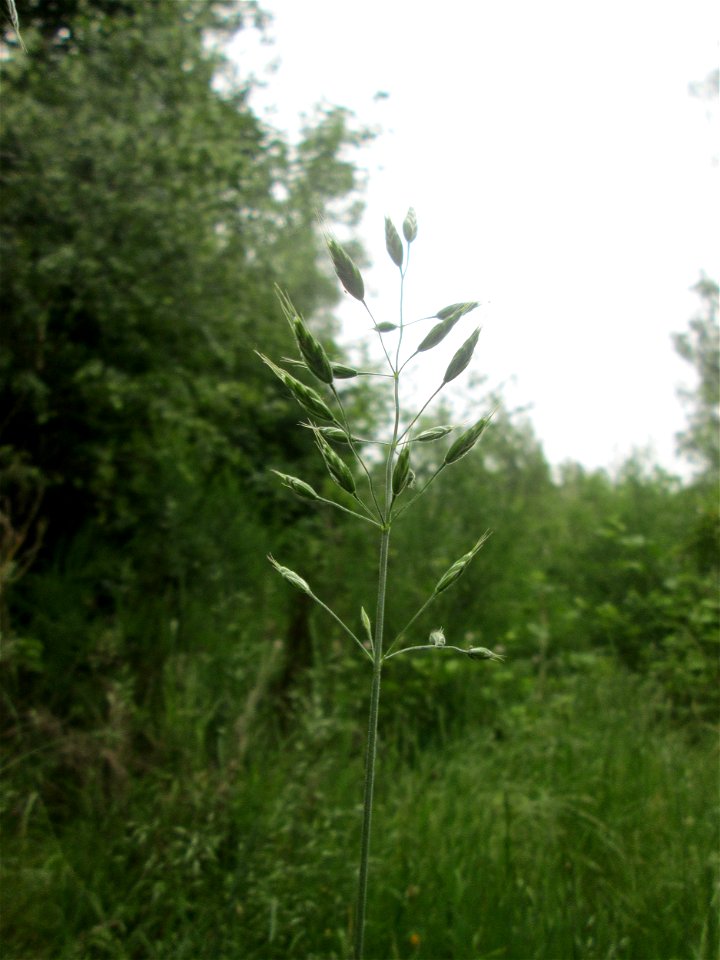 Aufrechte Trespe (Bromus erectus) im Naturschutzgebiet „St. Arnualer Wiesen“