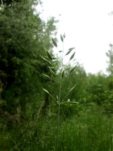 Aufrechte Trespe (Bromus erectus) im Naturschutzgebiet „St. Arnualer Wiesen“