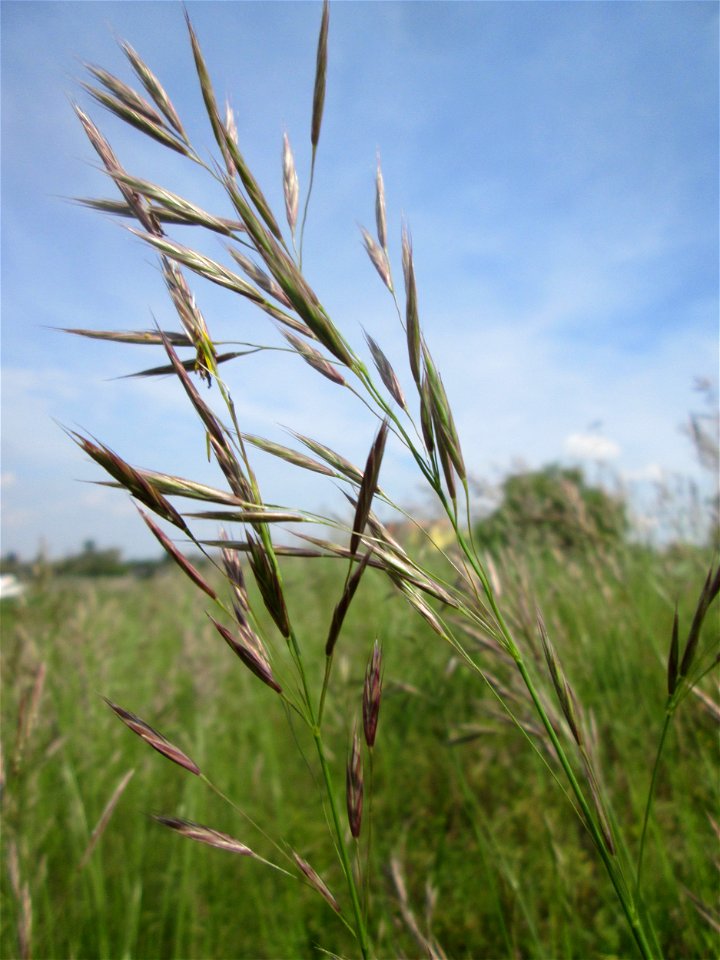 Aufrechte Trespe (Bromus erectus) am Kraichbachdamm am Rand vom Landschaftsschutzgebiet „Hockenheimer Rheinbogen“
