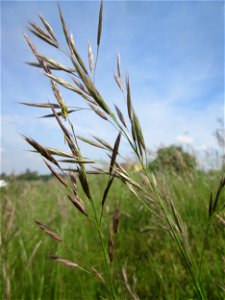 Aufrechte Trespe (Bromus erectus) am Kraichbachdamm am Rand vom Landschaftsschutzgebiet „Hockenheimer Rheinbogen“