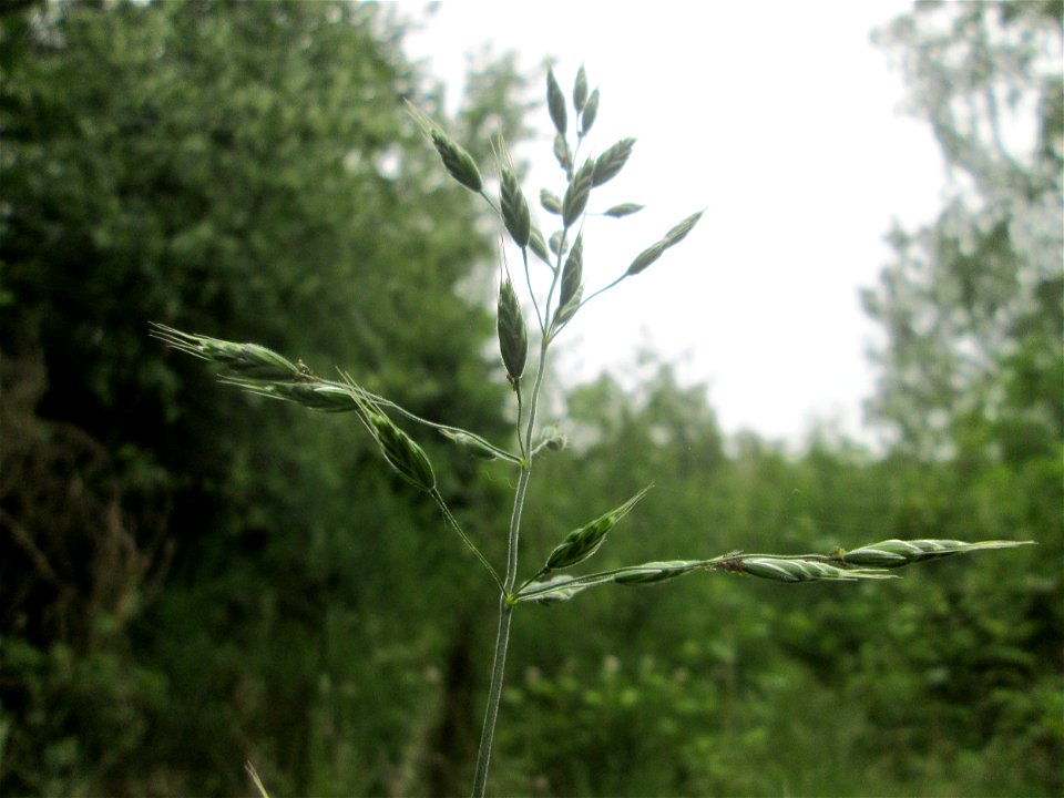 Aufrechte Trespe (Bromus erectus) im Naturschutzgebiet „St. Arnualer Wiesen“
