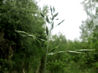 Aufrechte Trespe (Bromus erectus) im Naturschutzgebiet „St. Arnualer Wiesen“