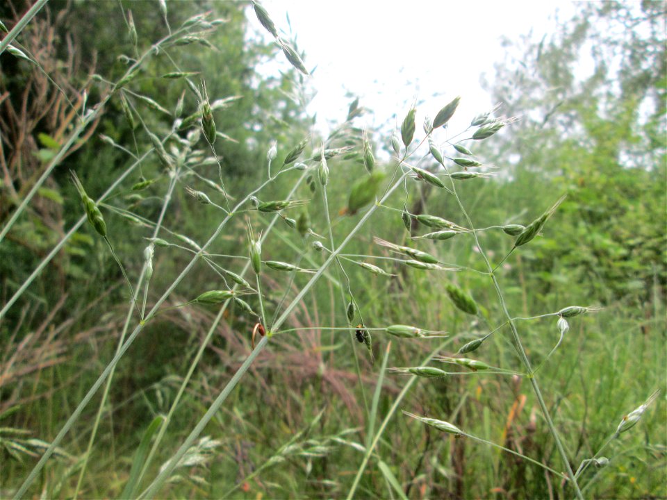 Aufrechte Trespe (Bromus erectus) im Naturschutzgebiet „St. Arnualer Wiesen“