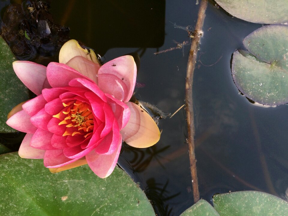 Pond nature water