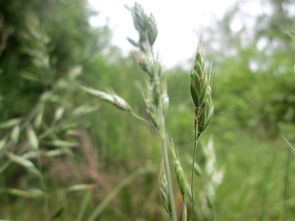 Aufrechte Trespe (Bromus erectus) im Naturschutzgebiet „St. Arnualer Wiesen“