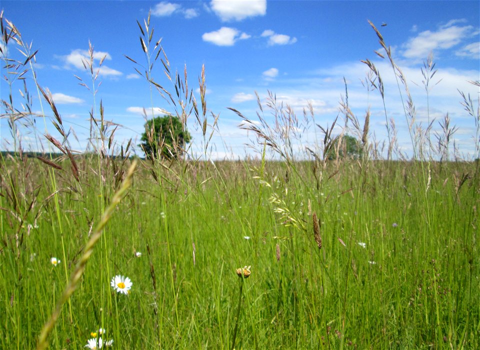 Aufrechte Trespe (Bromus erectus) nahe der Beierwies im Landschaftsschutzgebiet „Wisch- und Wogbachtal“ oberhalb von Fechingen