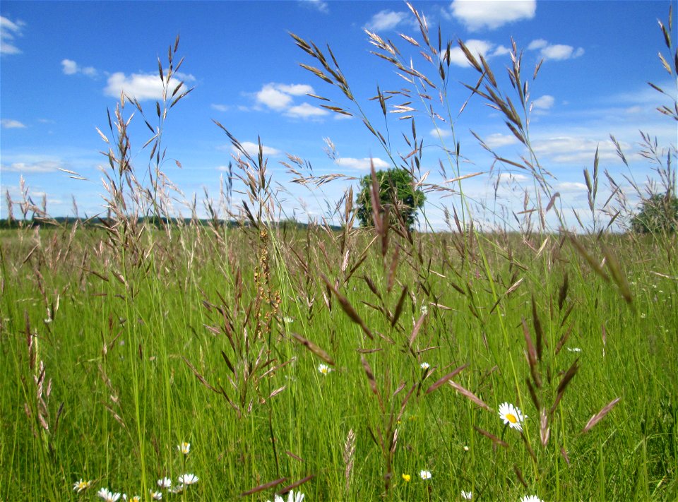 Aufrechte Trespe (Bromus erectus) nahe der Beierwies im Landschaftsschutzgebiet „Wisch- und Wogbachtal“ oberhalb von Fechingen