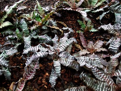 A photograph of Cryptanthus zonatus 'Zebrinus'.