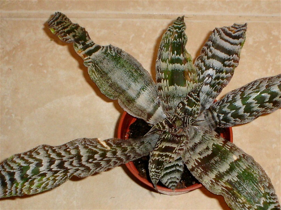 This bromeliad is a Cryptanthus zonatus from my collection.