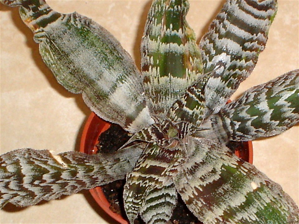 This bromeliad is a Cryptanthus zonatus from my collection.