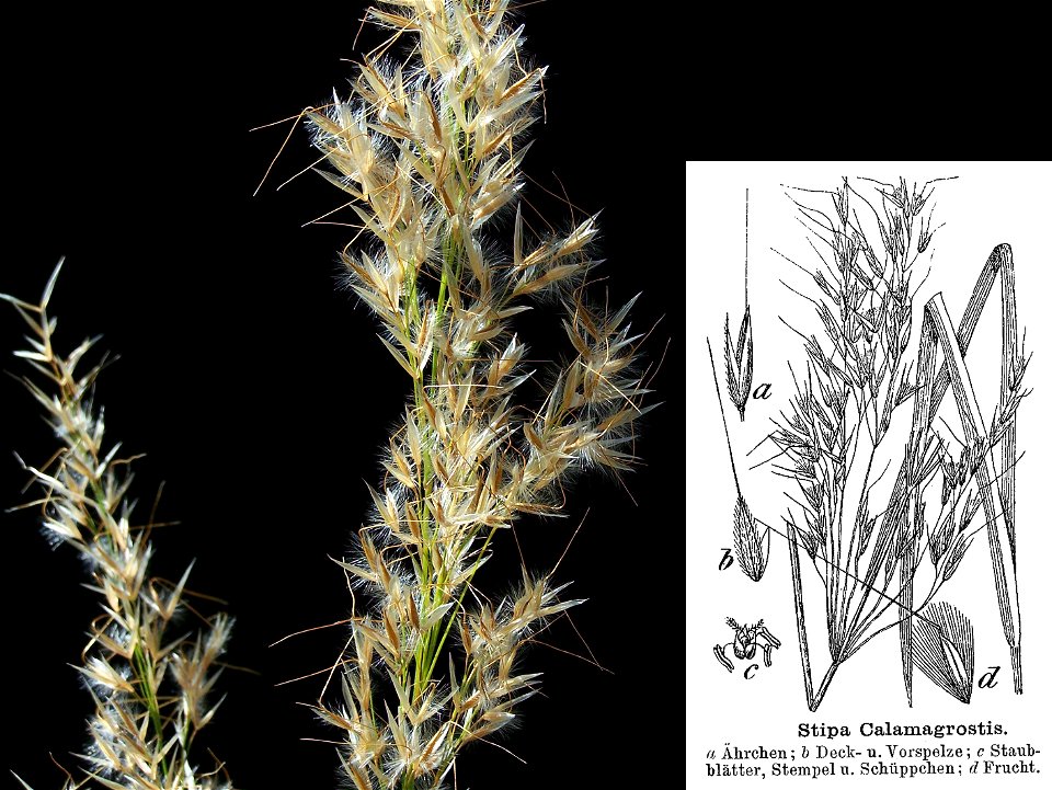 Species: Stipa calamagrostis (L.) Wahlenb.
for description see 3571 in Haeupler/Muer Bildatlas der Farn- und Blütenpflanzen Deutschlands, 2007. <br.>

ISBN 978-3-8001-4990-2<br.>