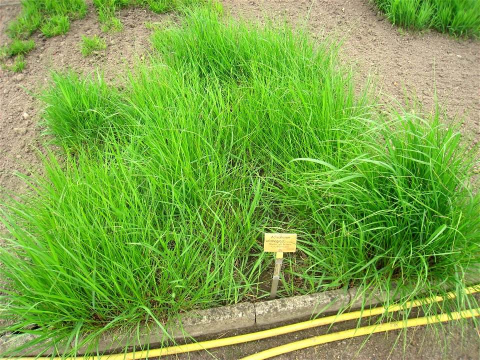 Achnatherum calamagrostis specimen in the Botanischer Garten, Berlin-Dahlem (Berlin Botanical Garden), Berlin, Germany.
