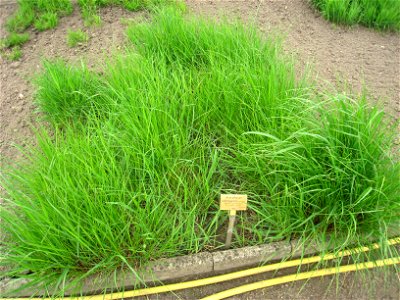 Achnatherum calamagrostis specimen in the Botanischer Garten, Berlin-Dahlem (Berlin Botanical Garden), Berlin, Germany. photo