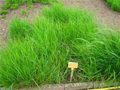 Achnatherum calamagrostis specimen in the Botanischer Garten, Berlin-Dahlem (Berlin Botanical Garden), Berlin, Germany.