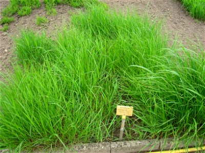 Achnatherum calamagrostis specimen in the Botanischer Garten, Berlin-Dahlem (Berlin Botanical Garden), Berlin, Germany. photo