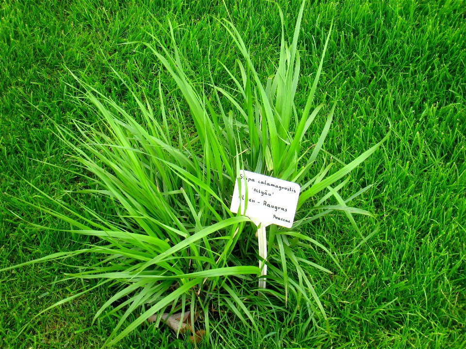 Stipa calamagrostis specimen in the Botanischer Garten, Berlin-Dahlem (Berlin Botanical Garden), Berlin, Germany.