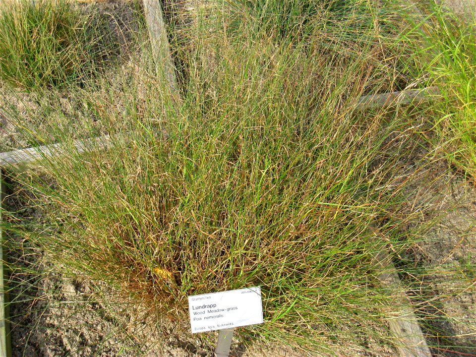 Poa nemoralis - Oslo botanical garden, Oslo, Norway.