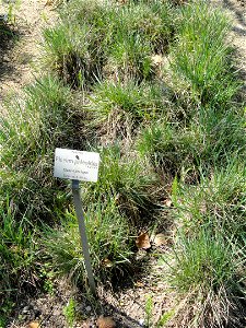 Phleum phleoides specimen in the Botanischer Garten München-Nymphenburg, Munich, Germany.