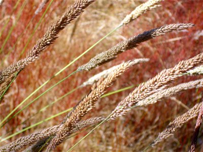 Phleum phleoides close up, Sierra Madrona, Spain