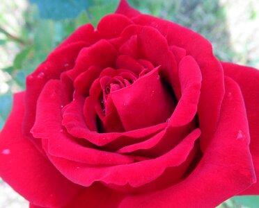 Petals layers pink rose