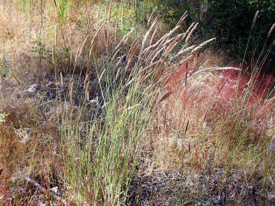 Phleum phleoides habit, Sierra Madrona, Spain