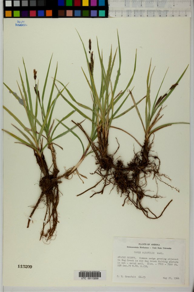 Carex aquatilis