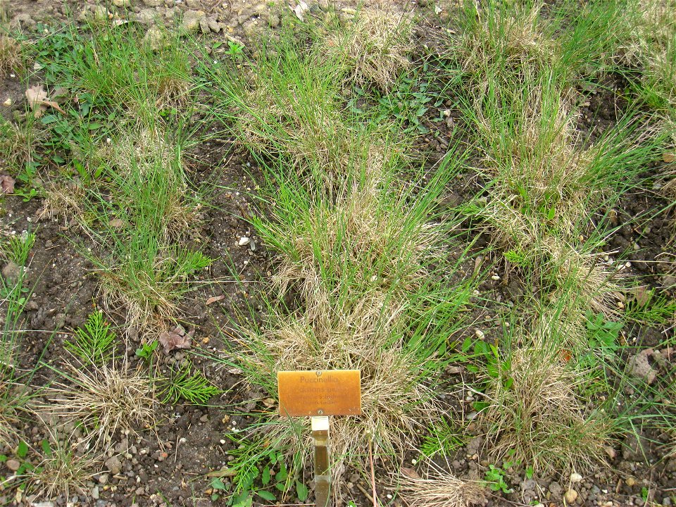 Puccinellia distans specimen in the Botanischer Garten, Berlin-Dahlem (Berlin Botanical Garden), Berlin, Germany.