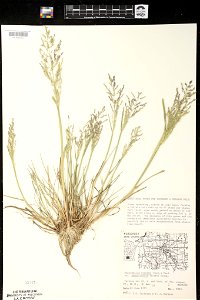 Puccinellia distans subsp. borealis