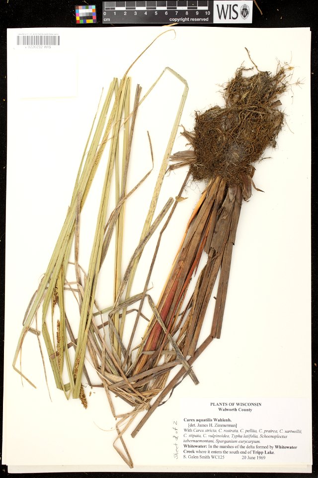 Carex aquatilis