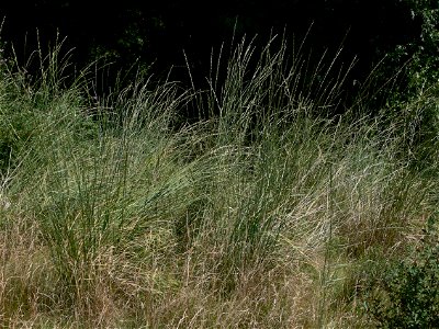 tall wheat grass photo