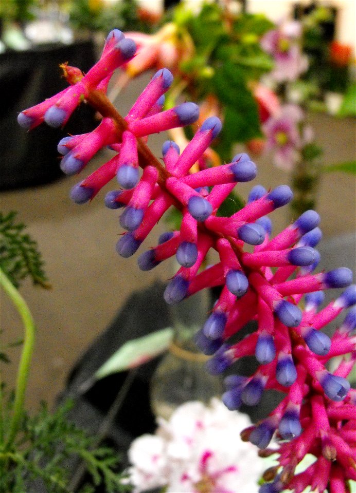 Aechmea gamosepala on display at the San Diego County Fair, California, USA. This specimen won 1st place for the best multicolored bloom.
